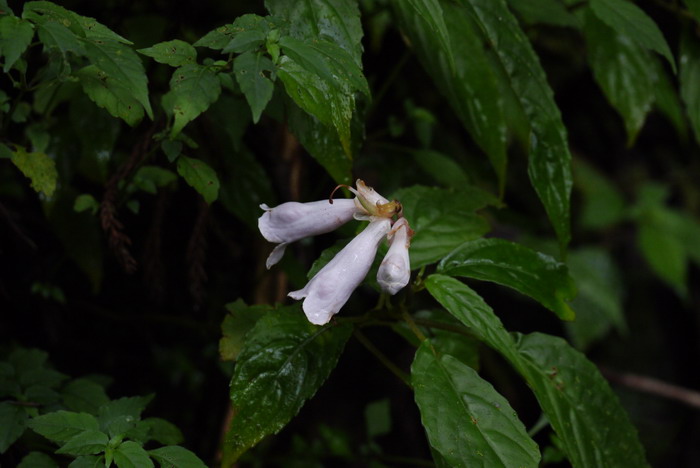 台湾半蒴苣苔Hemiboea bicornuta