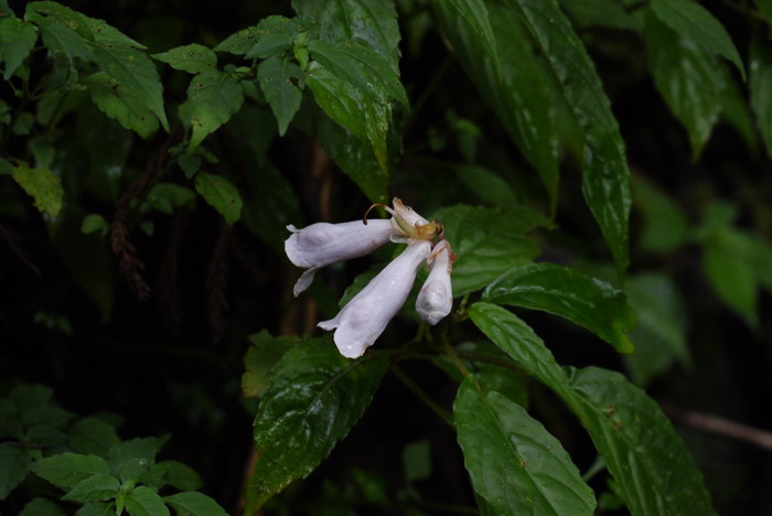 台湾半蒴苣苔Hemiboea bicornuta 台湾半蒴苣苔Hemiboea bicornuta