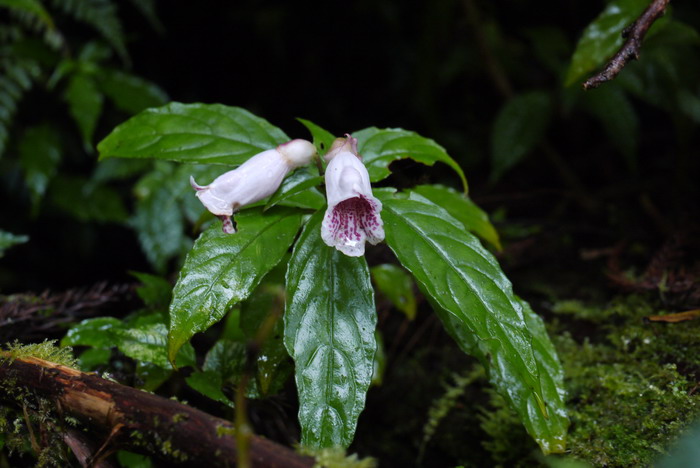 台湾半蒴苣苔Hemiboea bicornuta