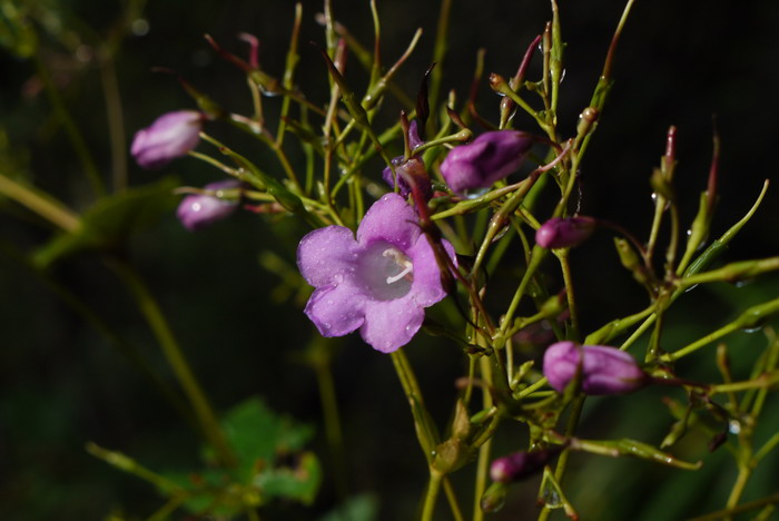 锥序蛛毛苣苔Paraboea swinhoei