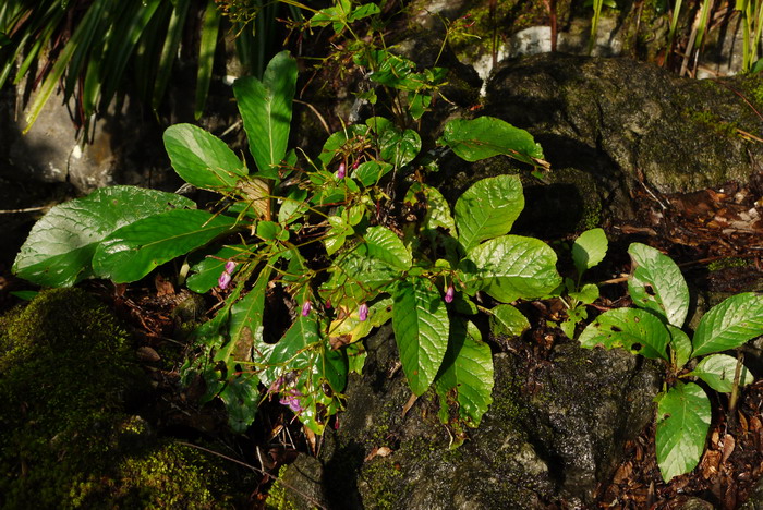 锥序蛛毛苣苔Paraboea swinhoei 锥序蛛毛苣苔Paraboea swinhoei