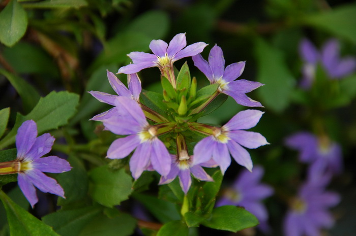 蓝扇花Scaevola aemula 蓝扇花Scaevola aemula