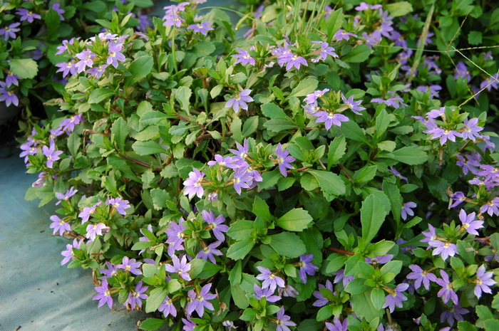 蓝扇花Scaevola aemula