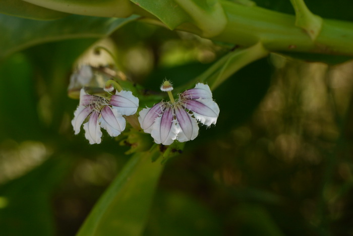 草海桐Scaevola sericea 草海桐Scaevola sericea