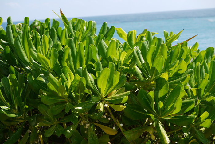 草海桐Scaevola sericea 草海桐Scaevola sericea
