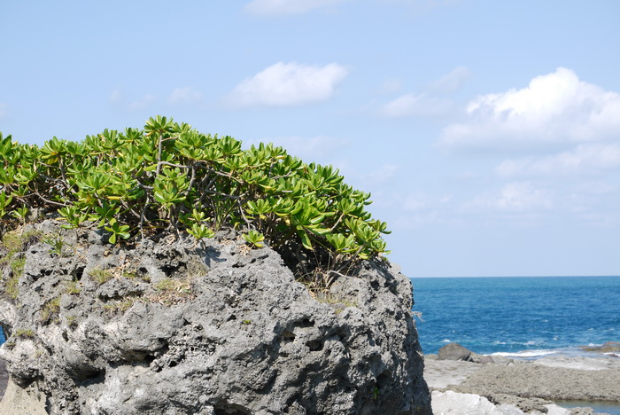 草海桐Scaevola sericea