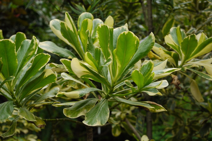 草海桐 Scaevola sericea 'Nan-Wan' 草海桐 Scaevola sericea 'Nan-Wan'