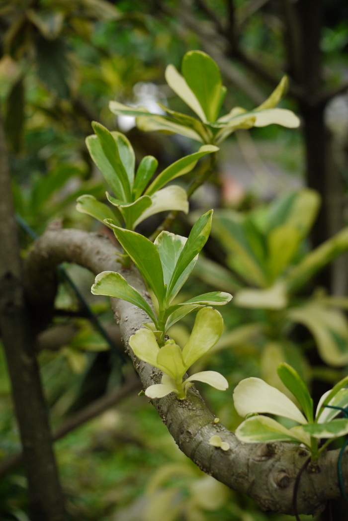 草海桐 Scaevola sericea 'Nan-Wan'