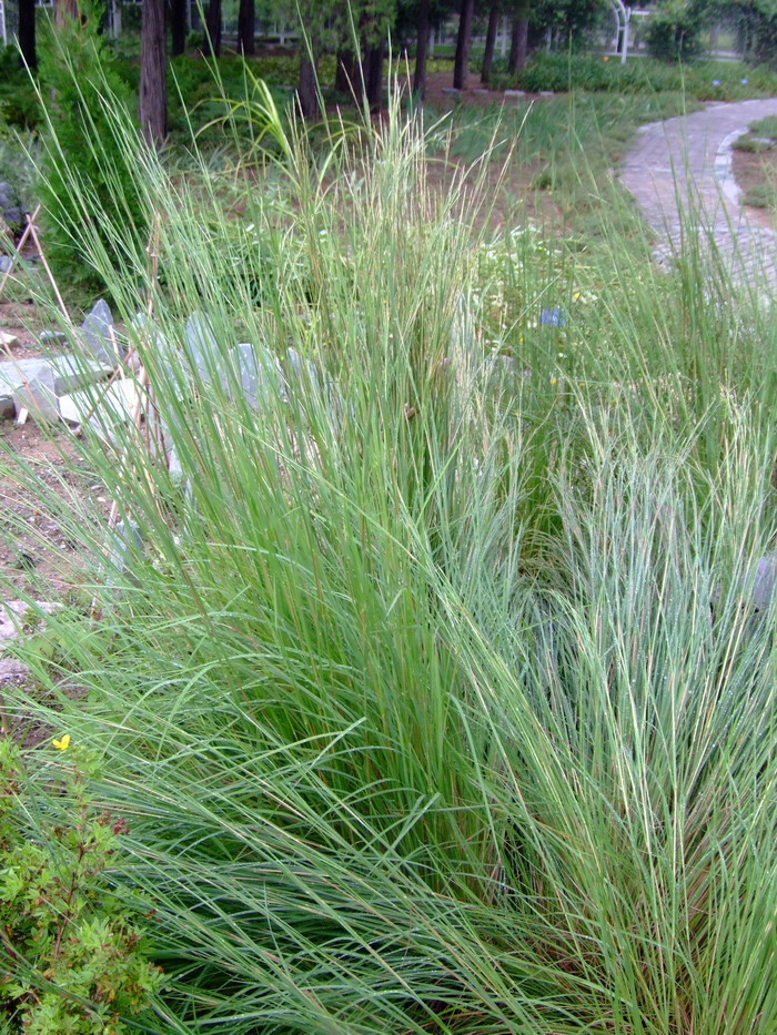 须芒草 Andropogon gayanus 须芒草 Andropogon gayanus