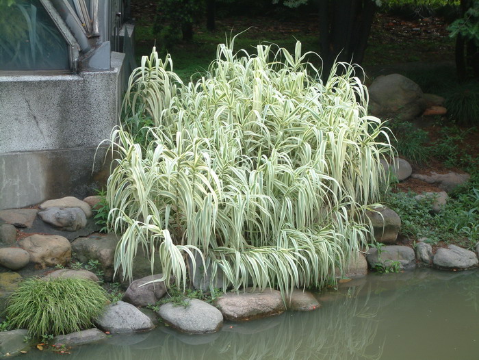 斑叶芦竹Arundo donax var. versicolor 斑叶芦竹Arundo donax var. versicolor