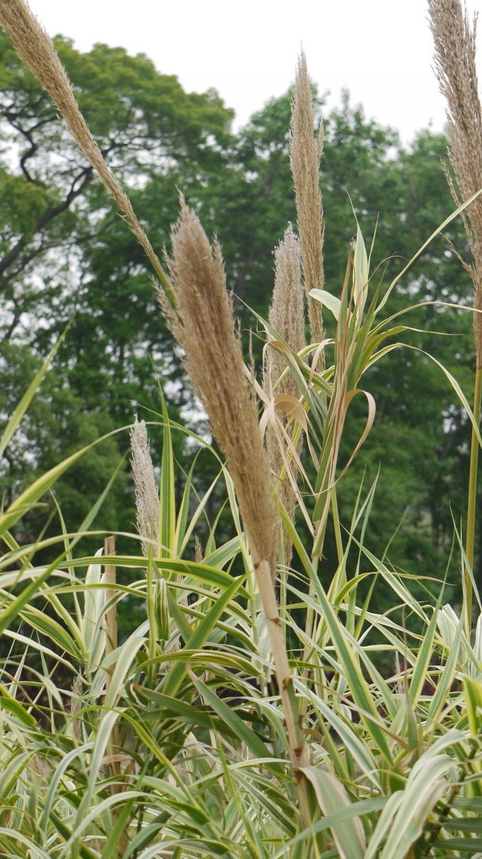 斑叶芦竹Arundo donax var. versicolor 斑叶芦竹Arundo donax var. versicolor