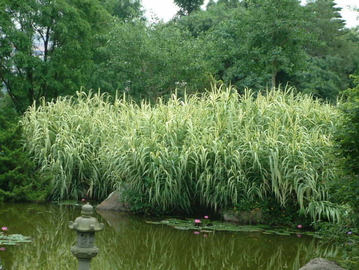 斑叶芦竹Arundo donax var. versicolor 斑叶芦竹Arundo donax var. versicolor
