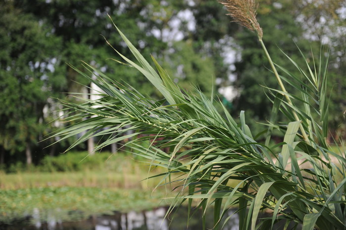 芦竹 Arundo donax 芦竹 Arundo donax