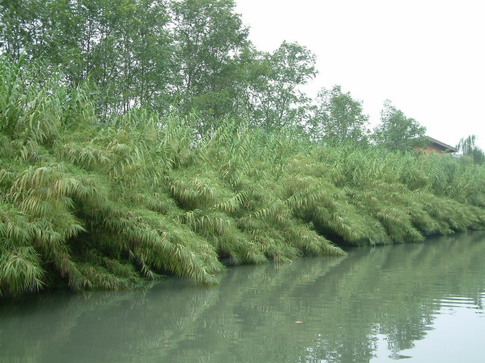 芦竹 Arundo donax