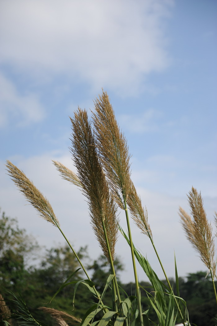 芦竹 Arundo donax