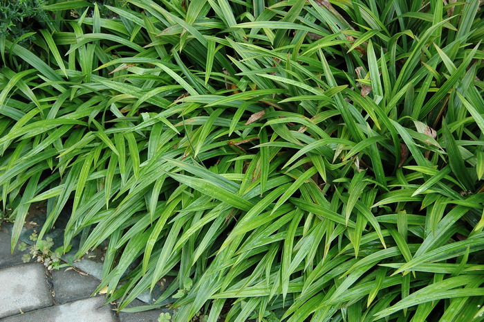 宽叶苔草Carex siderosticta