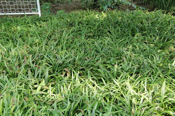 宽叶苔草Carex siderosticta