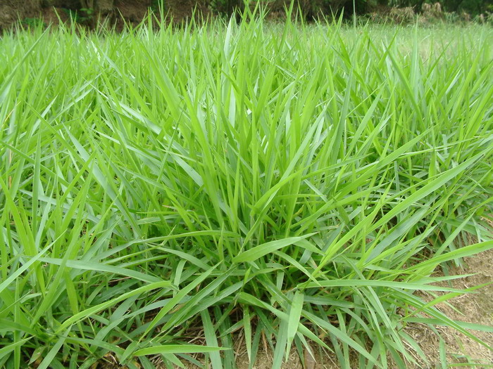 臂形草Brachiaria eruciformis