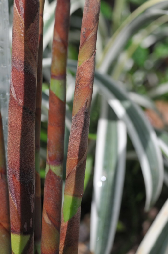 扑克芦竹Cannomois virgata 扑克芦竹Cannomois virgata