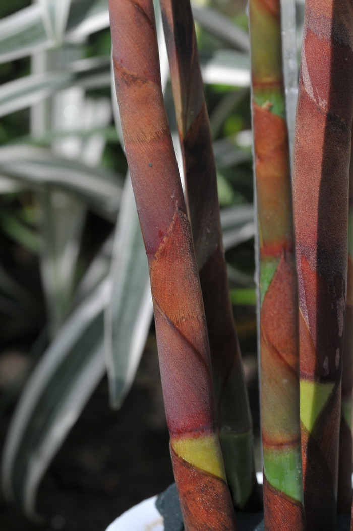 扑克芦竹Cannomois virgata 扑克芦竹Cannomois virgata