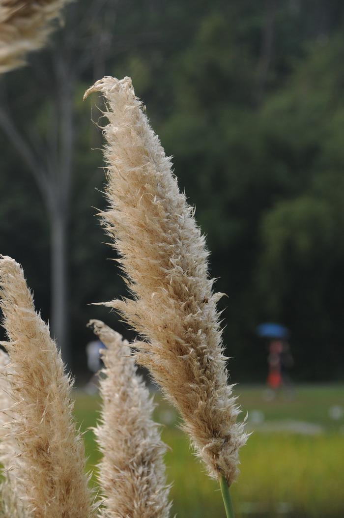 蒲苇Cortaderia selloana