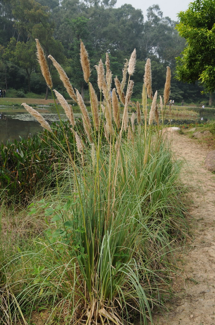 蒲苇Cortaderia selloana