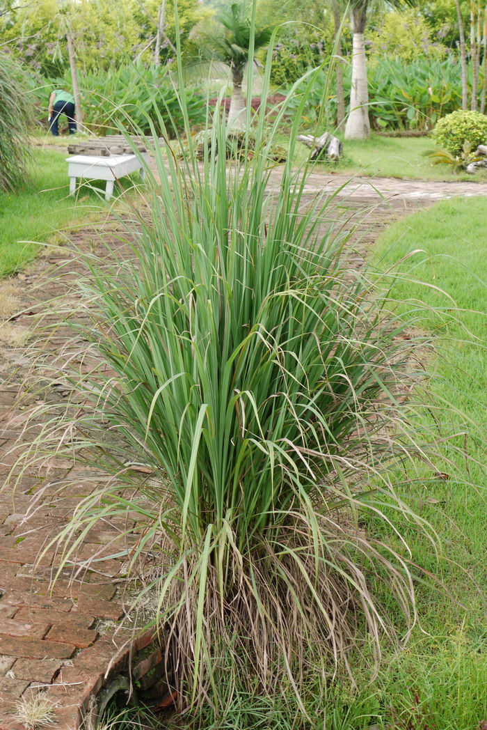 柠檬香茅 Cymbopogon citratus