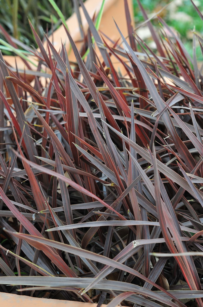 血草Imperata cylindrica ‘Rubra’