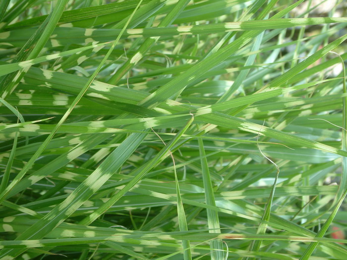 斑叶芒Miscanthus sinensis ‘Variegatus’