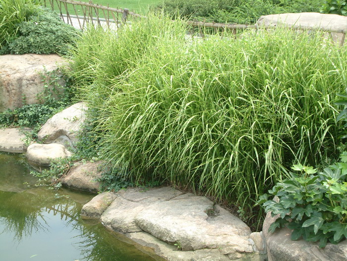 斑叶芒Miscanthus sinensis ‘Variegatus’