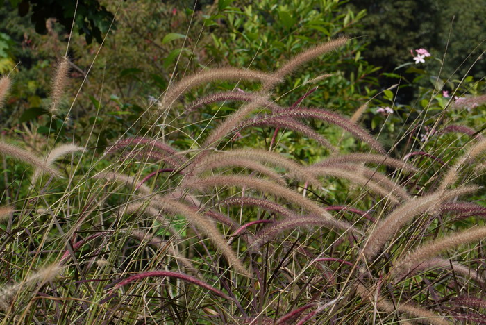 紫叶狼尾草Pennisetum setaceum‘Rubrum’