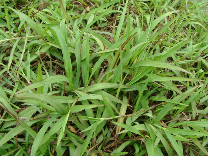 两耳草Paspalum conjugatum 两耳草Paspalum conjugatum