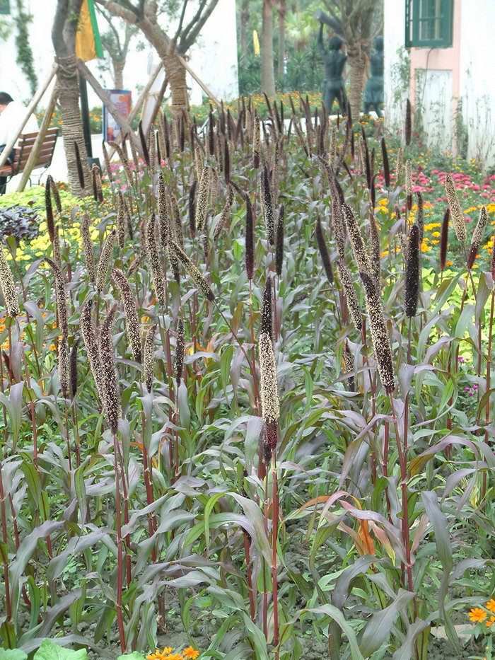 观赏谷子Pennisetum glaucum ‘Purple Majesty’