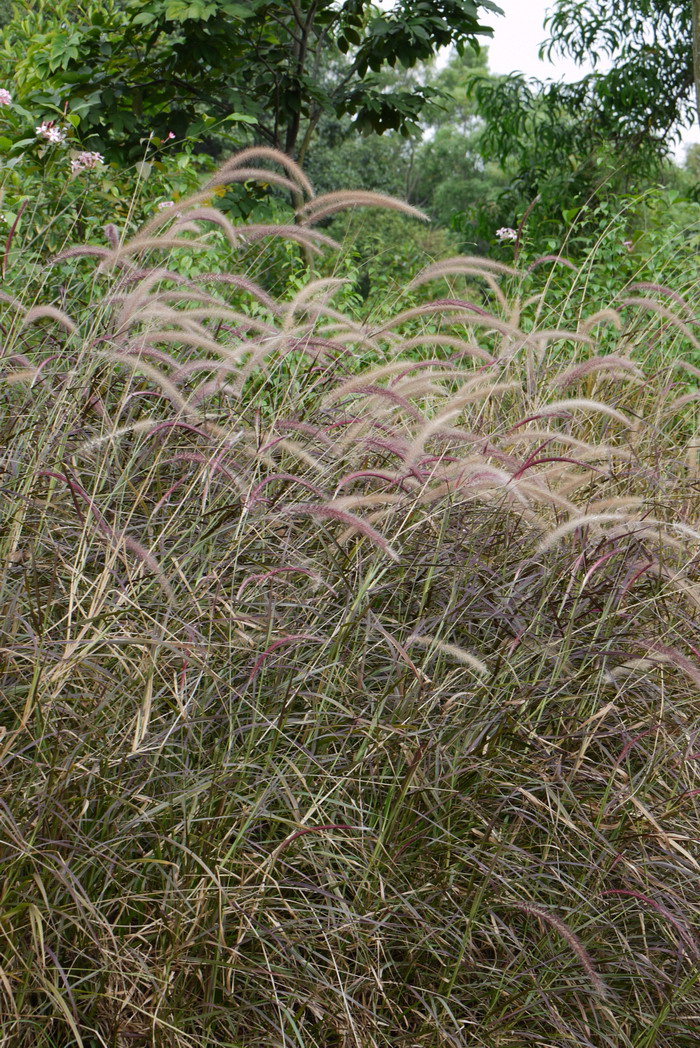 紫叶狼尾草Pennisetum setaceum‘Rubrum’