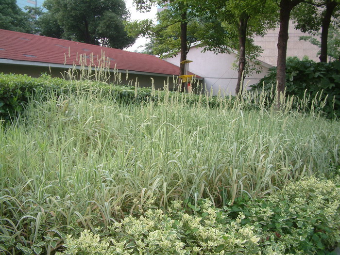 花叶虉草Phalaris arundinacea ‘variegata’