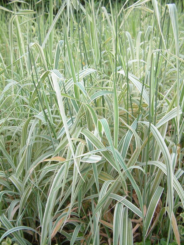 花叶虉草Phalaris arundinacea ‘variegata’ 花叶虉草Phalaris arundinacea ‘variegata’