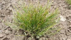 四棱草Schnabelia oligophylla