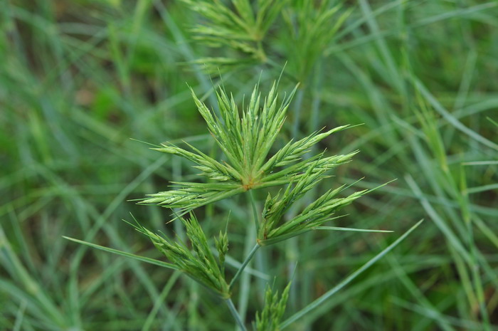 滨刺草Spinifex littoreus 滨刺草Spinifex littoreus