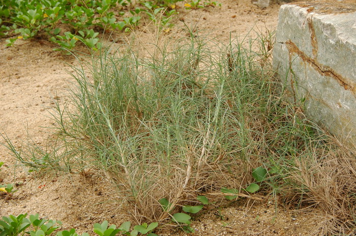 滨刺草Spinifex littoreus 滨刺草Spinifex littoreus