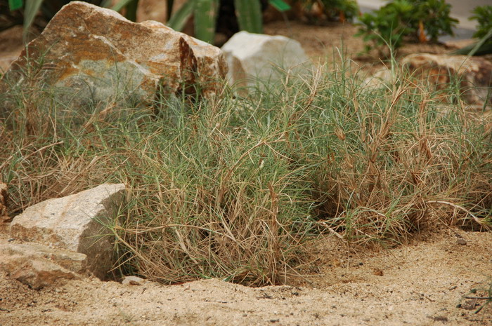 滨刺草Spinifex littoreus 滨刺草Spinifex littoreus