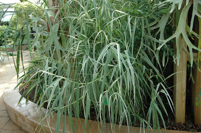 偏序钝叶草Stenotaphrum secundatum 偏序钝叶草Stenotaphrum secundatum