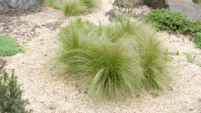 细茎针茅Stipa tenuissima 细茎针茅Stipa tenuissima