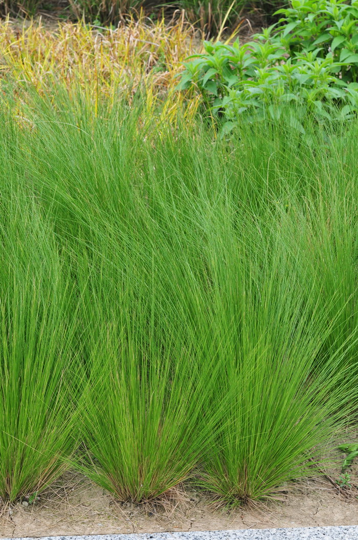 细茎针茅Stipa tenuissima 细茎针茅Stipa tenuissima