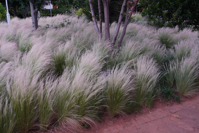 细茎针茅Stipa tenuissima