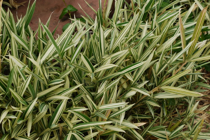 菲黄竹 Arundinaria viridistriata 菲黄竹 Arundinaria viridistriata