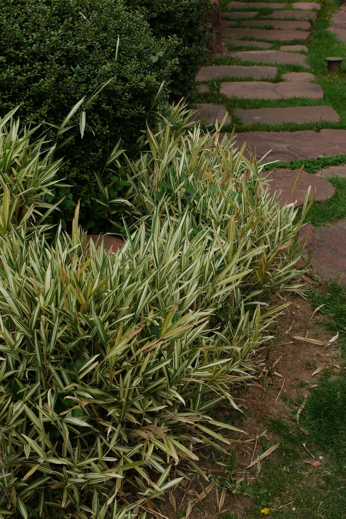 菲黄竹 Arundinaria viridistriata 菲黄竹 Arundinaria viridistriata