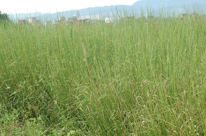 香根草Vetiveria zizanioides 香根草Vetiveria zizanioides