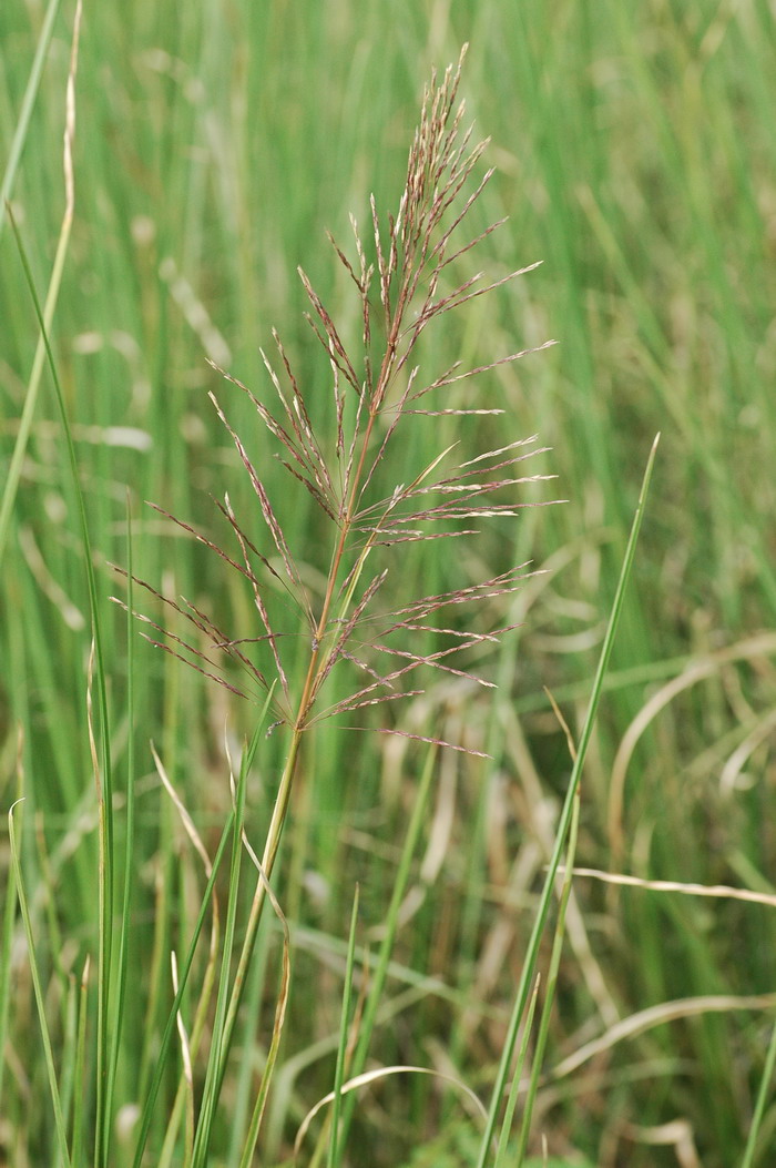 香根草Vetiveria zizanioides 香根草Vetiveria zizanioides
