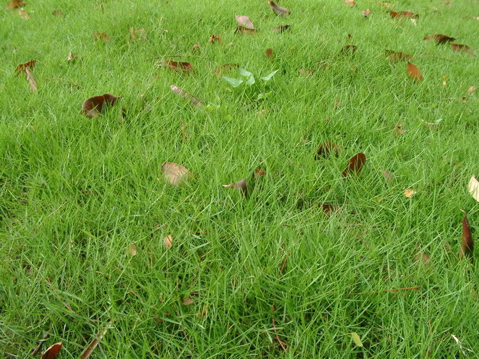 细叶结缕草 Zoysia matrella 细叶结缕草 Zoysia matrella