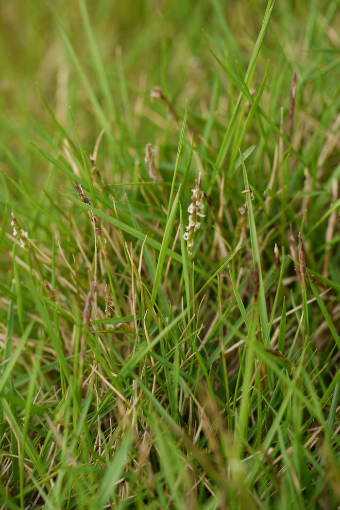 细叶结缕草 Zoysia matrella 细叶结缕草 Zoysia matrella